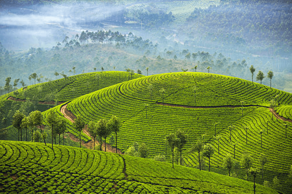 Darjeeling,West Bengal Travel Guide