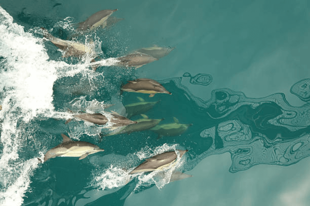 Dolphin Cruise Bunaken