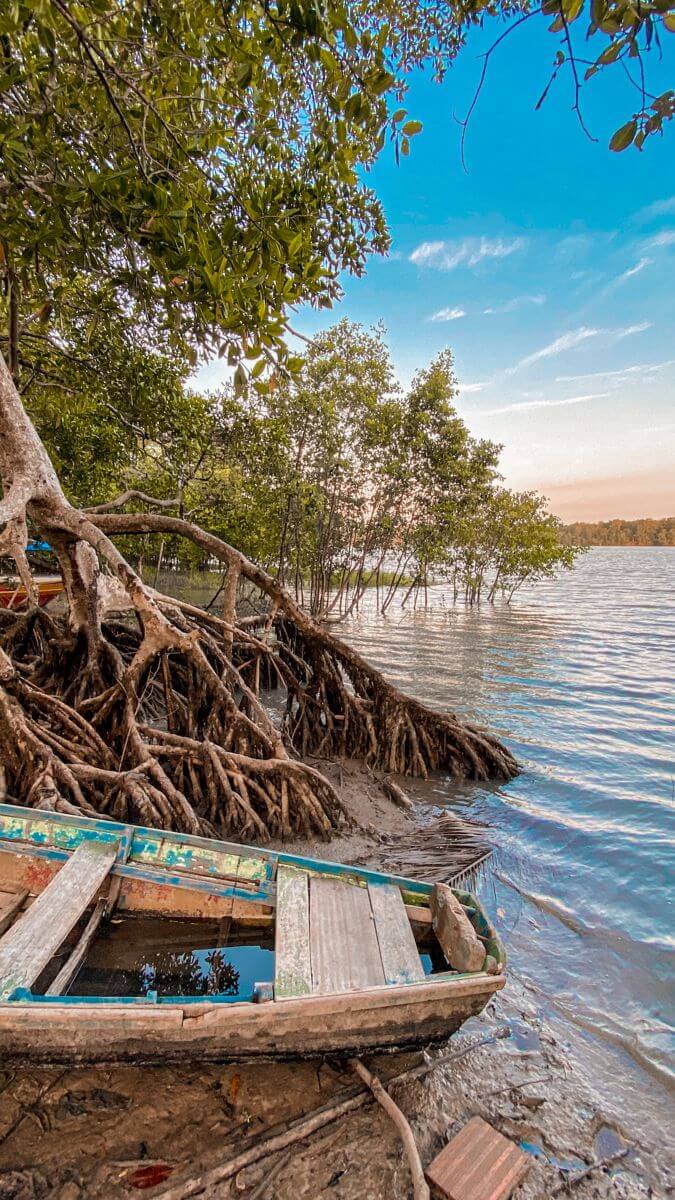 Mangrove Forests in Bunaken