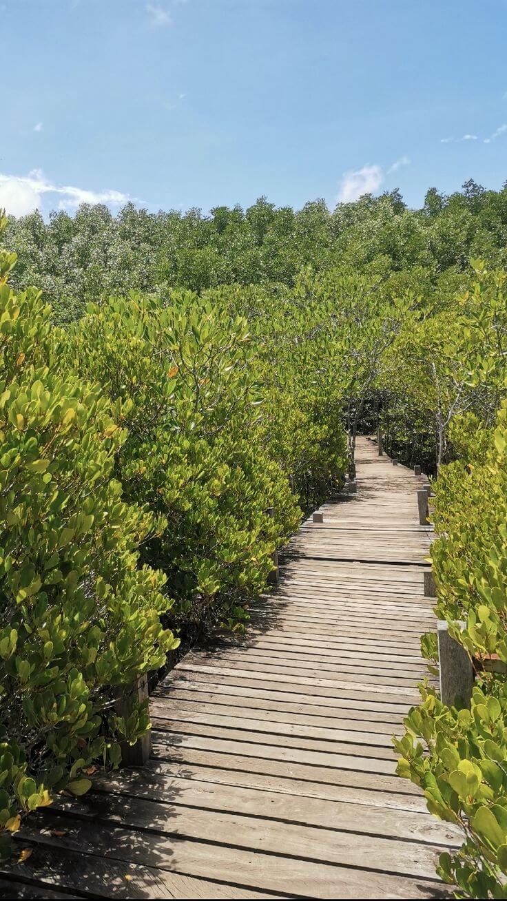 Mangrove Forests in Bunaken