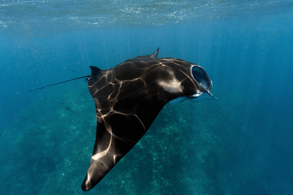 Manta Rays in Maldives
