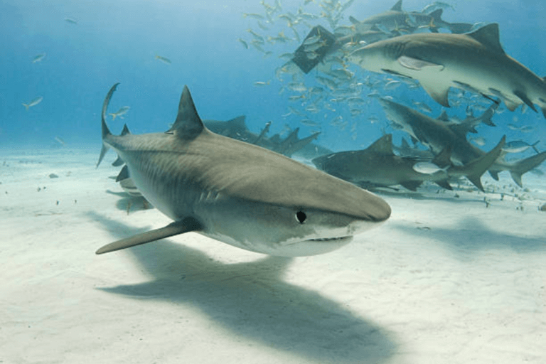 Shark Feeding, Maldives