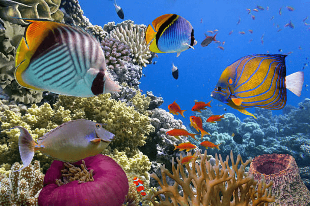 Underwater World in Bunaken Island