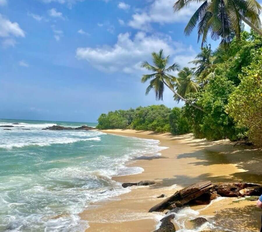 Discover the South Coast