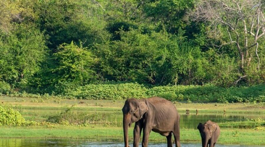 Encounter with Wild Elephants