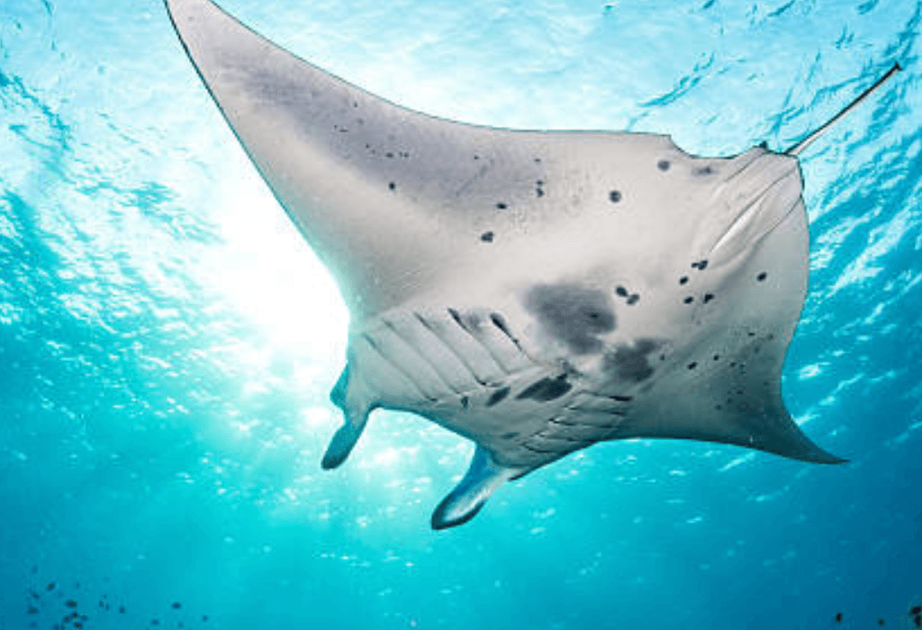 Manta Rays Snorkeling in Maldives
