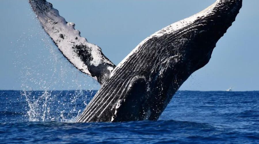 Mirissa Whale Encounters