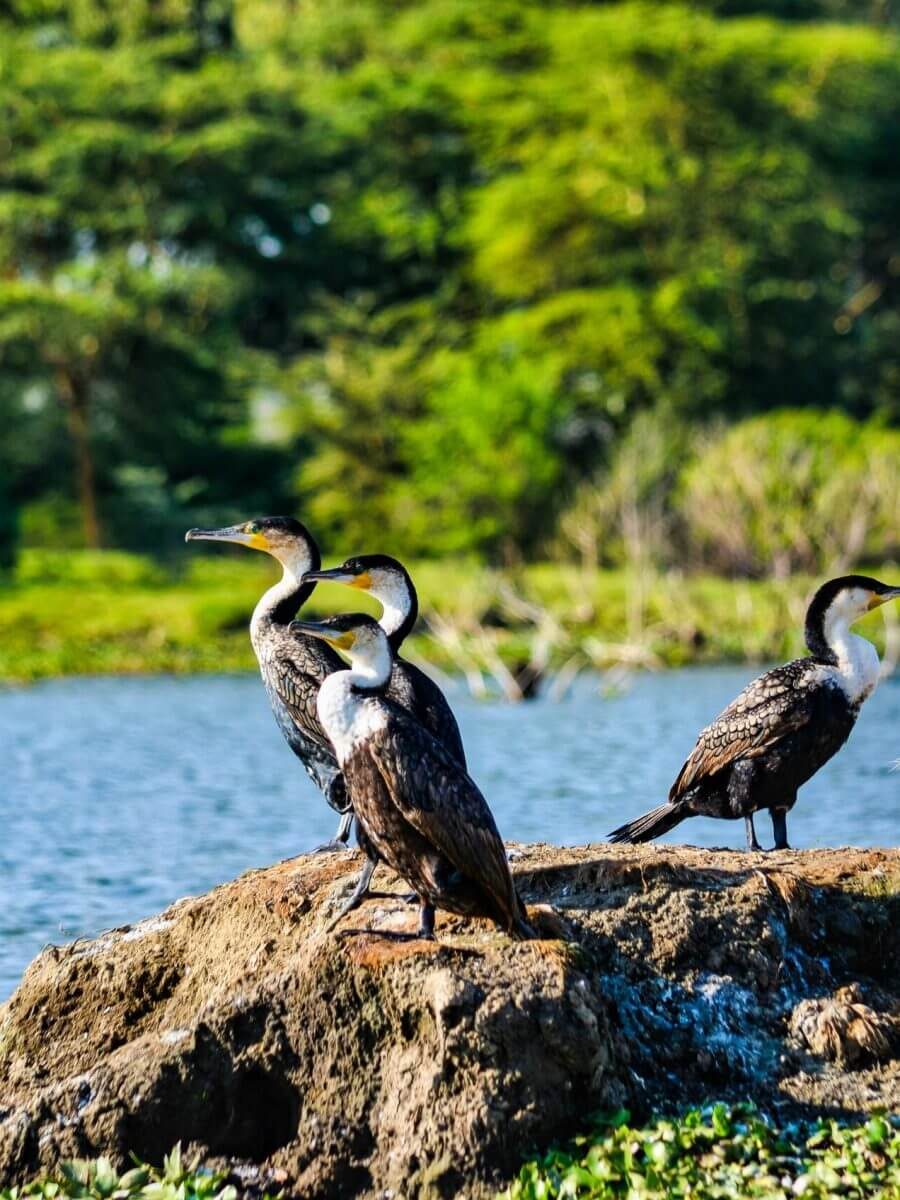 Safari-in-Yala-or-Udawalawe-National-Park-2-scaled-rb0xf5ou09lnoaq7cyfmzdp9pso0gt4hj8kw6u1xwg