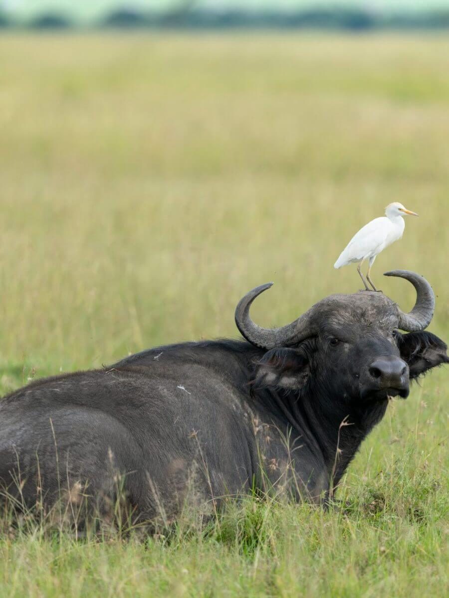 Safari-in-Yala-or-Udawalawe-National-Park-in-Sri-Lanka-scaled-rb0xfxvzpao9cll8samg26l3jct0vq8fn45gl4w4ps