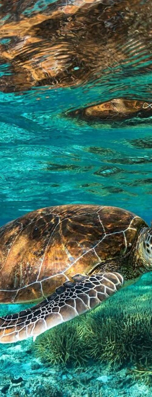 Sea-Turtle-of-Sri-Lanka-rb101ipf83p11zqcdgqyhs9qc6z0xcrgmje640v4co