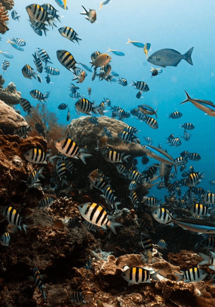 Snorkeling and Diving