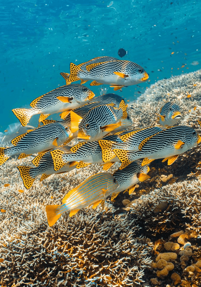 Snorkeling and Diving