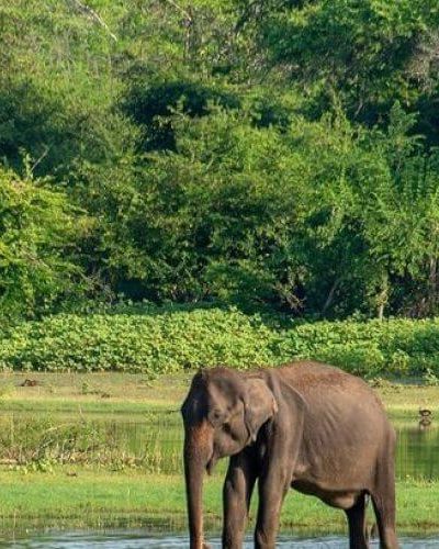 Sri-Lankan-wild-Elefent-raz60qz0xn1myynxocnva3cnbn7vy1a17ymft6ijd4