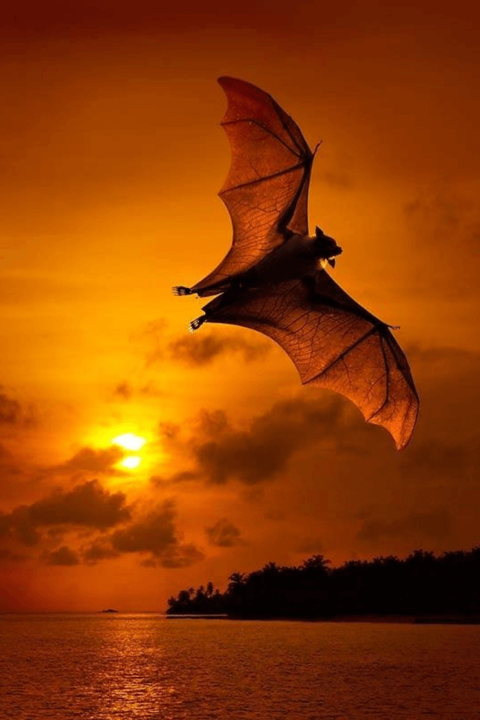 Sunset at the Maldives Island