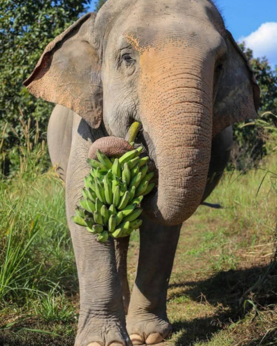 Wild Elephants at Pidurangala