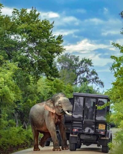 Wild Elephants near Pidurangala