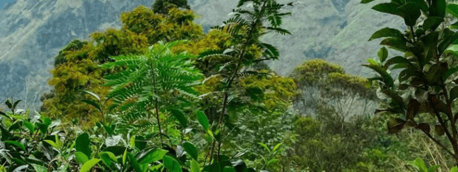 amazing views little Adam’s peak