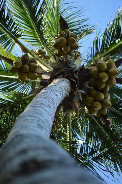 cocunat-in-maldives-rezn9vblqnn8tfximgtmq6l8wnhpqo7yv7i64d2sts