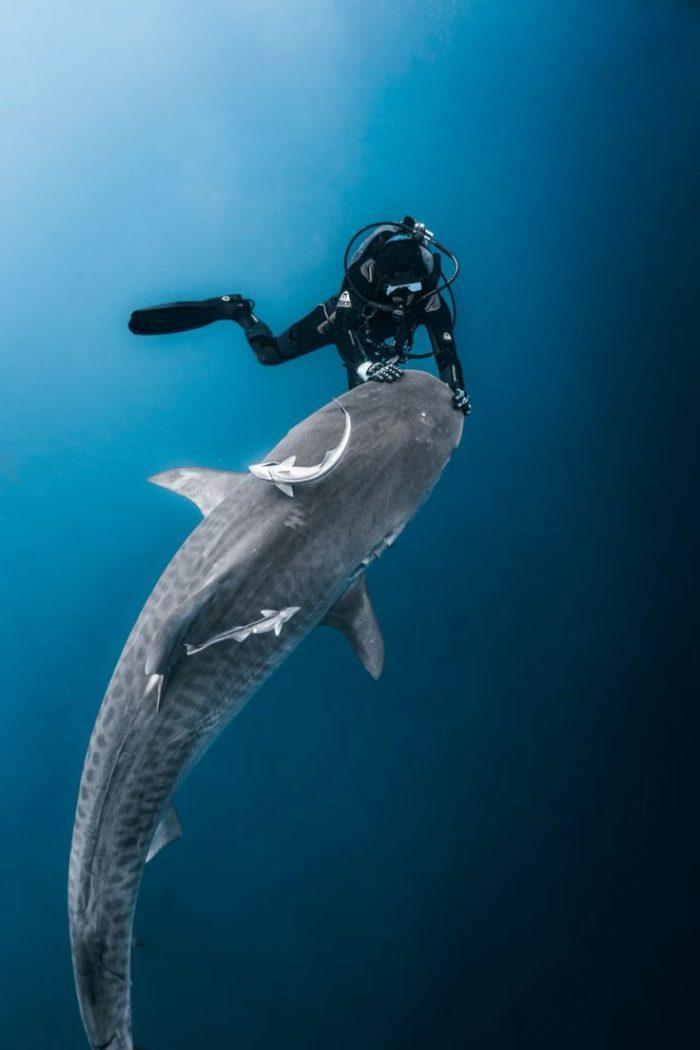 shark-dive-rc4yakzbe63lioxw0dk2ipago3tftdn8e3wwhi2y9w