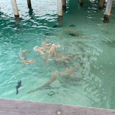 shark-feeding-rezrfl26aok94bs1q17ht6uaccnz7cmhl98nv21fog